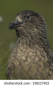 Stercorariidae, Skua