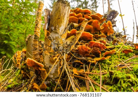  Stereum hirsutum . Yellow fungus, settled on the old stump. Beautiful architecture . The perfect photo for your site about mushrooms, fungus,  forest and nature.
