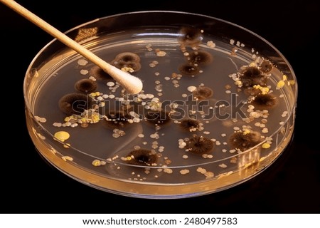 A sterile swab collecting samples of fungal and bacterial cultures in a Petri dish