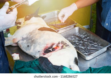 Sterilization Dog Operation - Animal Surgical Sterilization / The Dog Injury In Animal Hospital