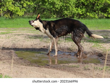 Sterilized Feral Dog With TNR Ear Tag Shaking Off Water And Mud In A Puddle On A Countryside Dirt Road. The Problem Of Homeless Animals And Trap-neuter-release Population Control.