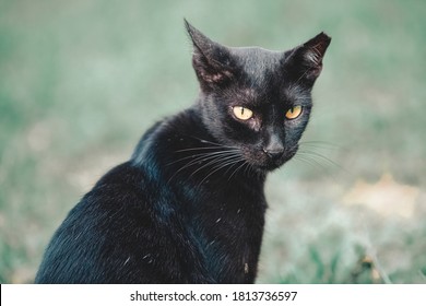 Sterilized stray cat. Cats that have undergone a sterilization process have their ears cut so that they can be recognized later. Pest control concept. - Powered by Shutterstock