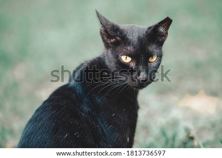 Sterilized stray cat. Cats that have undergone a sterilization process have their ears cut so that they can be recognized later. Pest control concept.