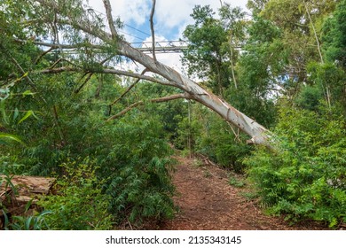 Sterkfontein Heritage Hiking Trail Nature Stock Photo 2135343145 ...