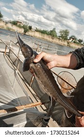 Sterlet (Acipenser Ruthenus) In The Hands Of A Fisherman. Wildlife Animal. Fish Farm. Cultivation, Care, Obtaining Caviar.