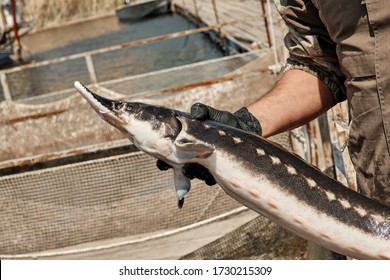 Sterlet (Acipenser Ruthenus) In The Hands Of A Fisherman. Wildlife Animal. Fish Farm. Cultivation, Care, Obtaining Caviar. Close-up