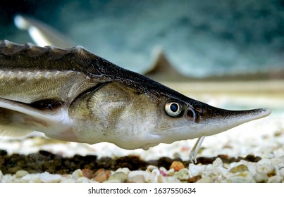 Sterlet Fish Sturgeon Acipenser ruthenus