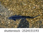 Sterlet swimming in pond. Sturgeon swims in lake. Acipenser Ruthenus, top view