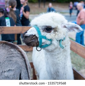 Sterling, VA / USA - October 12th 2019: Cascades Community Fall Festival At Potomac Falls High School (PFHS), Loudoun County Llama At Petting Zoo 