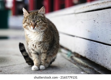 A Stern And Angry Yard Cat Looks To The Side With One Eye. The Second Is Squinted.