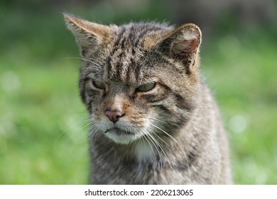 Stern Looking Male Scottish Wild Cat 