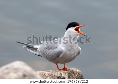 Sternaide seabirds, standing on a rock near the ocean with its orange beak. The slender grey and white bird has a black head, forked tail, narrow wings, long bill, and relatively short legs.