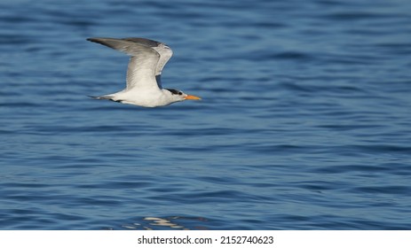 A Sternidae Flying Above The Blue Clear Ocean Water - The Concept Of Freedom