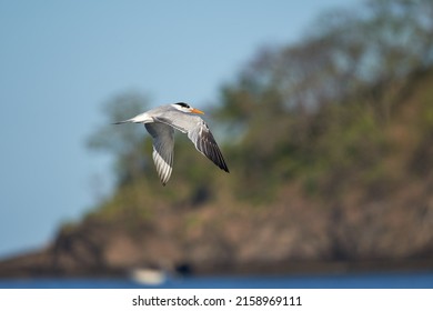 A  Sternidae Flying Above The Blue Clear Ocean Water - The Concept Of Freedom