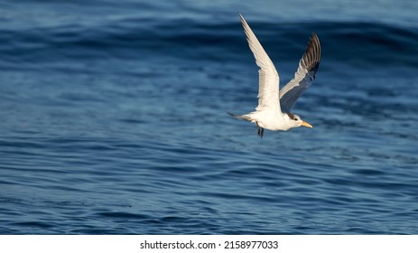 A Sternidae Flying Above The Blue Clear Ocean Water - The Concept Of Freedom