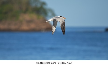 A Sternidae Flying Above The Blue Clear Ocean Water - The Concept Of Freedom