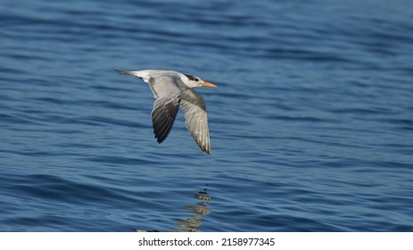 A Sternidae Flying Above The Blue Clear Ocean Water - The Concept Of Freedom