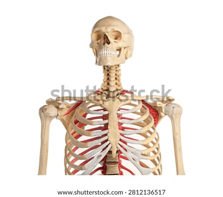 Sternum Sternum Displayed Vertically In Front Isolated On White Background