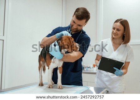Stethoscope and notepad. Two veterinarians are working with beagle dog in clinic.