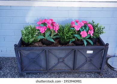 Steveston B.C Canada 04-11-2021
Flowers Outside The Thrift Store  