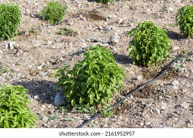 Stevia Or Candyleaf Plantation With Drip Irrigation
