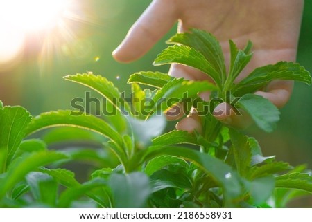 Stevia collection. Hand plucks stevia in the rays of the bright sun. Stevia rebaudiana on blurred green garden background.Organic natural sweetener.Alternative Low Calorie Sweetener