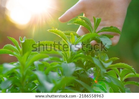 Stevia collection. Hand plucks stevia in the rays of the bright sun. Stevia rebaudiana on blurred green garden background.Alternative Low Calorie Vegetable Sweetener 