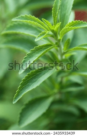 Stevia cultivation.dietary sweetener.Harmless sweets. Diet healthy food ingredient.Alternative Low Calorie Vegetable Sweetener.Stevia plant.