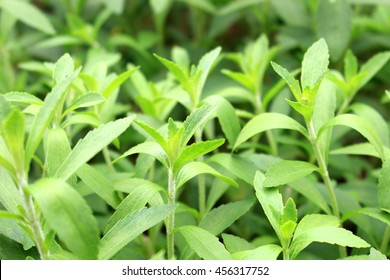 Stevia Herb Field