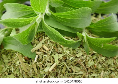 Stevia Herb Macro. Fresh Green Stevia Branches And Dry Crushed Stevia Leaves Close-up.Natural Sugar Sugar. Healthy Wholesome Sweetness. Diabetic Sweet Food Supplement.Healthy Low-calorie Food.