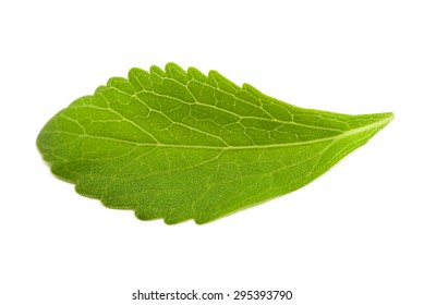 Stevia Leaf Isolated On White Background