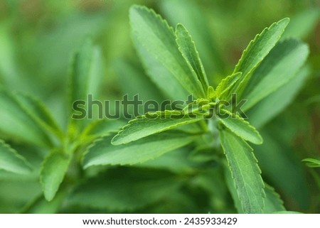 Stevia leaves close-up.Stevia cultivation.dietary sweetener.Harmless sweets. Diet healthy food ingredient.Alternative Low Calorie Vegetable Sweetener.Stevia plant.