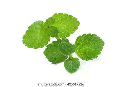 Stevia Leaves Isolated