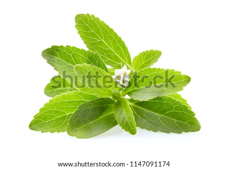 Stevia leaves on white background