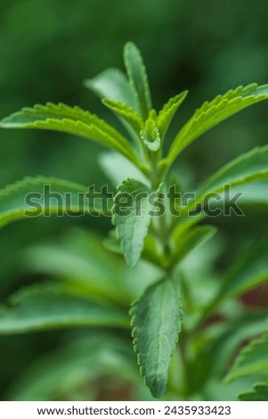 Stevia plant. Stevia cultivation.dietary sweetener.Harmless sweets. Diet healthy food ingredient.Alternative Low Calorie Vegetable Sweetener.
