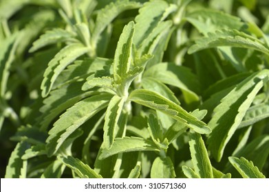 Stevia Plant With Green Leaves On The Field.