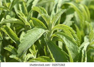 Stevia Plant With Green Leaves On The Field.
