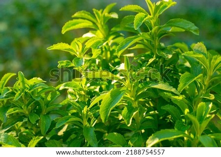 Stevia in the rays of the bright sun.Stevia green close-up on blurred garden background.Organic natural sweetener.Stevia plants.Stevia fresh green twig.Alternative Low Calorie Vegetable Sweetener 