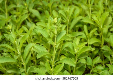 Stevia, Stevia Rebaudiana Bertoni, Stevia Rebaudiana, Stevia (Genus, Asteraceae, Eupatorieae) and have Stevioside (Steviol glycosides) extracted from its leaves