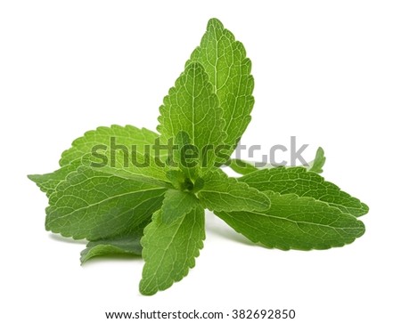Stevia rebaudiana bunch  isolated on white background