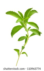Stevia Rebaudiana Leaves Isolated On White