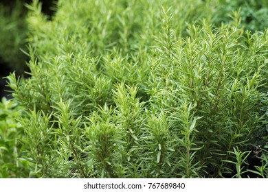 
Stevia Rebaudiana Plants, Candyleaf, Sweetleaf, Sweet Leaf, Sugarleaf, Small White Flowers
