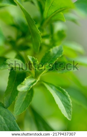 Stevia rebaudiana. sweet leaf sugar substitute.Close up of the leaves of a stevia plant.Alternative Low Calorie Vegetable Sweetener 