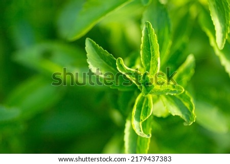 Stevia rebaudiana.Stevia branch close up on blurred green garden background. sweet leaf sugar substitute..Close up of the leaves of a stevia plant.Alternative Low Calorie Vegetable Sweetener 