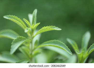 Stevia Rebaudiana.Stevia Green Close-up On Green Garden Background.Organic Natural Sweetener.Stevia Plants.Stevia Fresh Green Twig