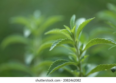 Stevia Rebaudiana.Stevia Green Close-up On Blurred Green Garden Background. Natural Sweetener.Stevia Plants.Stevia Fresh Green Twig