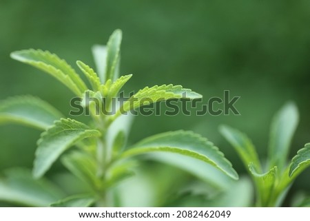 Stevia rebaudiana.Stevia green close-up on green garden background.Organic natural sweetener.Stevia plants.Stevia fresh green twig