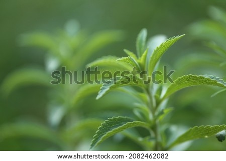 Stevia rebaudiana.Stevia green close-up on blurred green garden background. natural sweetener.Stevia plants.Stevia fresh green twig