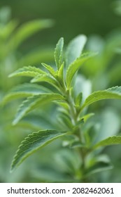 Stevia Rebaudiana.Stevia Green Close-up .Organic Natural Sweetener.Stevia Plants.Stevia Fresh Green Twig