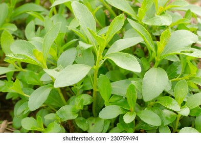 Stevia Tree